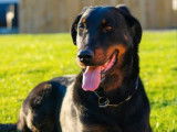 À vendre : une chienne Beauceron LOF