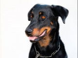 À vendre : une chienne Beauceron LOF