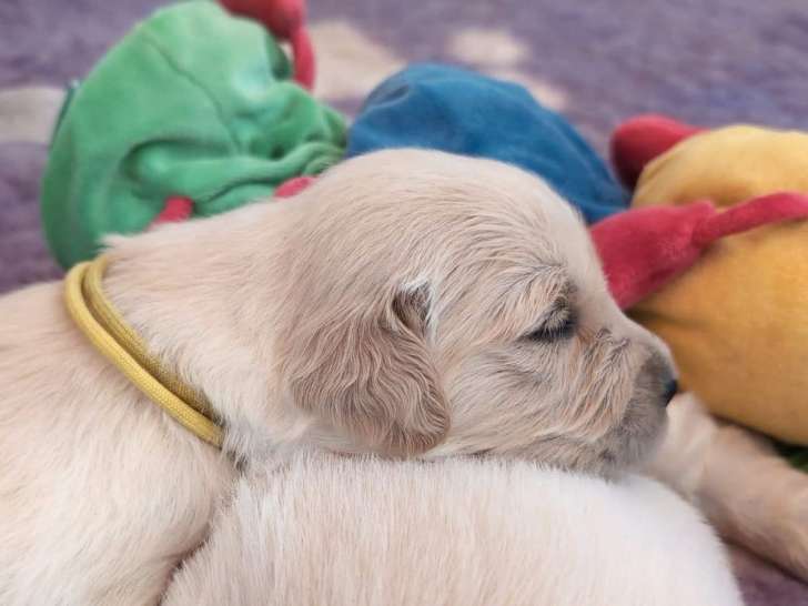 À réserver : 2 chiots mâles Golden Retrievers LOF