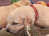 À réserver : 2 chiots mâles Golden Retrievers LOF