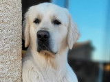 À réserver : 2 chiots mâles Golden Retrievers LOF