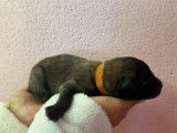 6 chiots Bergers Belges Tervuerens LOF disponibles à la réservation