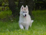 Un chiot mâle Husky de Sibérie LOF à vendre
