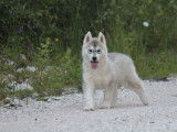 Un chiot mâle Husky de Sibérie LOF à vendre