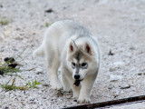 Un chiot mâle Husky de Sibérie LOF à vendre