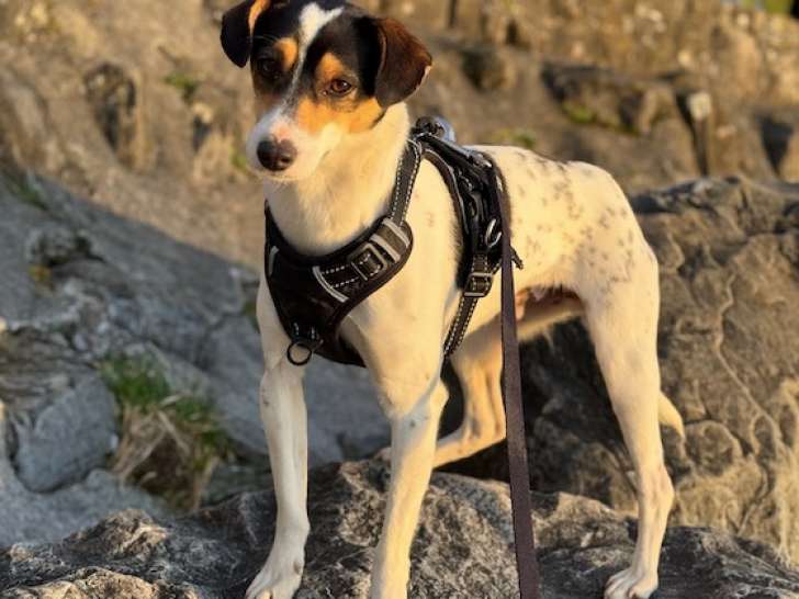 Cookie mâle de 2 ans à adopter
