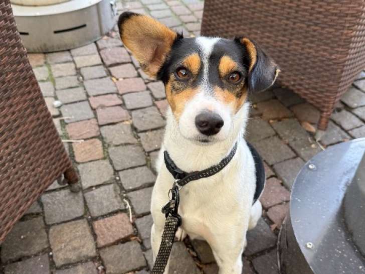 Cookie mâle de 2 ans à adopter