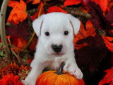 Chiots Parson Russel Terrier LOF à vendre
