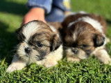 À réserver : 5 chiots Shih Tzu LOF