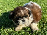 À réserver : 5 chiots Shih Tzu LOF