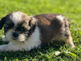 À réserver : 5 chiots Shih Tzu LOF