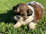 À réserver : 5 chiots Shih Tzu LOF