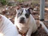 À vendre, 4 chiots American Bully LOF