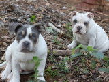 À vendre, 4 chiots American Bully LOF