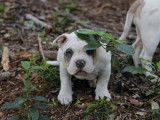 À vendre, 4 chiots American Bully LOF