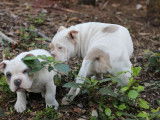 À vendre, 4 chiots American Bully LOF