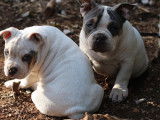 À vendre, 4 chiots American Bully LOF
