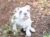 À vendre, 4 chiots American Bully LOF