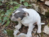 À vendre, 4 chiots American Bully LOF