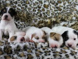 Chiots Parson Russell Terrier LOF de qualité à vendre