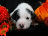 Chiots Parson Russell Terrier LOF de qualité à vendre