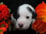 Chiots Parson Russell Terrier LOF de qualité à vendre