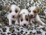 Chiots Parson Russell Terrier LOF de qualité à vendre