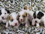 Chiots Parson Russell Terrier LOF de qualité à vendre