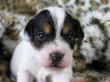 Chiots Parson Russell Terrier LOF de qualité à vendre