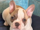 Un chiot mâle Bouledogue Français LOF disponible à la vente