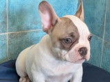 Un chiot mâle Bouledogue Français LOF disponible à la vente