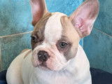 Un chiot mâle Bouledogue Français LOF disponible à la vente