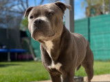 Mâle Staffordshire Bull Terrier disponible pour saillie