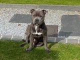 Mâle Staffordshire Bull Terrier disponible pour saillie