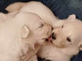 Chiot de race Berger Blanc Suisse à vendre