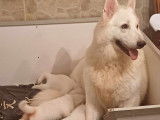 Chiot de race Berger Blanc Suisse à vendre