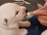 Chiot de race Berger Blanc Suisse à vendre