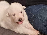 Chiot de race Berger Blanc Suisse à vendre