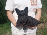 Chiots de type Scottish Terrier à vendre (2 mâles)