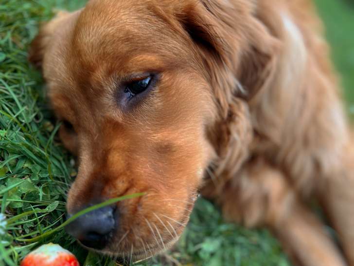 Mâle Golden Retriever disponible pour saillie