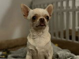 Disponible à la saillie : un chien Chihuahua LOF