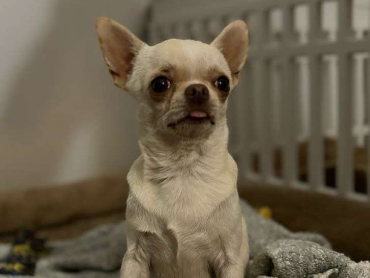 Disponible à la saillie : un chien Chihuahua LOF