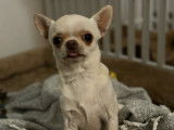 Disponible à la saillie : un chien Chihuahua LOF
