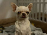 Disponible à la saillie : un chien Chihuahua LOF