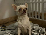 Disponible à la saillie : un chien Chihuahua LOF