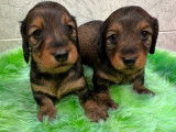 2 chiots femelles Teckels Nains LOF à réserver