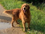 Un chien Golden Retriever LOF disponible à la saillie