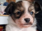 1 chiot Épagneul Nain Continental Papillon femelle LOF à réserver