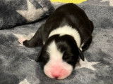 Des chiots Bearded Collies LOF disponibles à la réservation