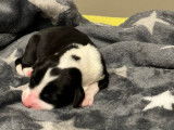 Des chiots Bearded Collies LOF disponibles à la réservation